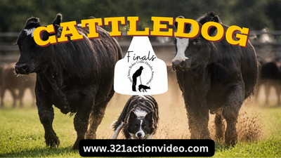 USBCHA National Cattledog Championships
