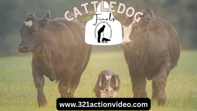 USBCHA National Cattledog Championships